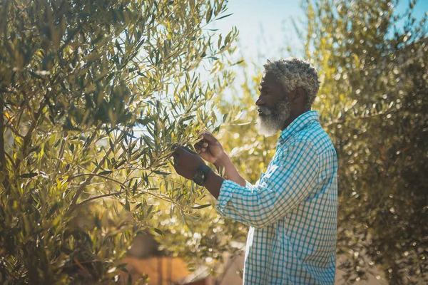 Hombre Mayor Afroamericano Mirando Plantas Jardín Permanecer Casa Aislado Durante — Foto de Stock