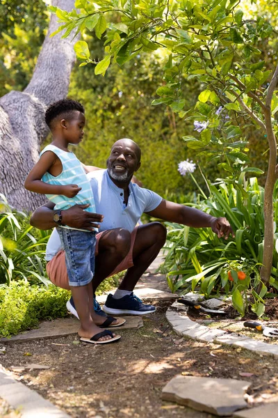 Αφροαμερικάνος Παππούς Δείχνει Φυτό Πιπεριού Στον Εγγονό Ενώ Κηπουρική Στην — Φωτογραφία Αρχείου