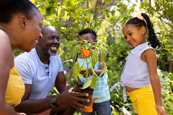 Feliz Afroamericano Abuelos Jardinería Planta Pimiento Con Nietos Patio Inalterado —  Fotos de Stock