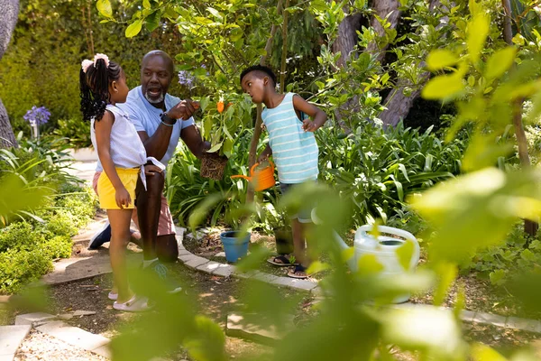 아프리카 미국인 할아버지는 정원가꾸기 야채를 정원에서 손자들에게 가르칩니다 변화되지 어울리는 — 스톡 사진