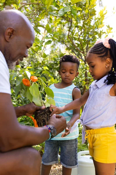 Αφρο Αμερικανικά Εγγόνια Αγγίζουν Φυτό Πιπεριού Που Κρατά Εγγονός Τους — Φωτογραφία Αρχείου