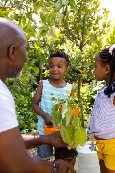 Avô Afro Americano Mostrando Planta Pimentão Para Netos Enquanto Jardinagem — Fotografia de Stock