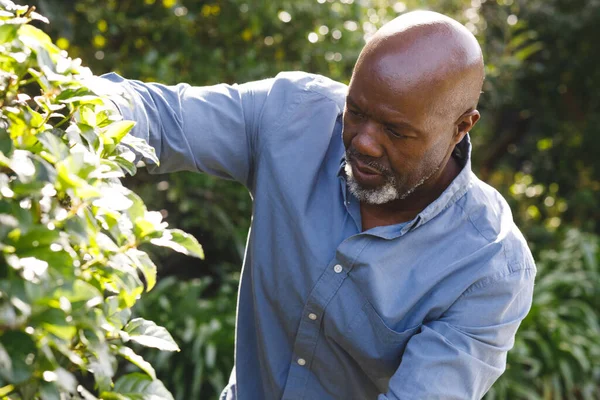 Χαρούμενος Αφροαμερικάνος Που Δουλεύει Στον Κήπο Εξόδευση Ποιοτικού Χρόνου Στο — Φωτογραφία Αρχείου