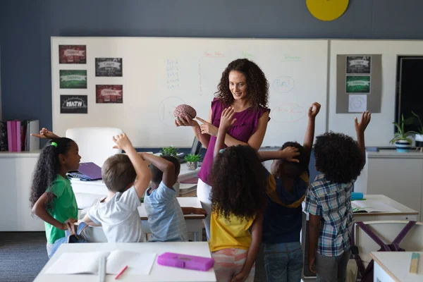 脳モデルを示す白人の若い教師ながら手を挙げている多人種の小学生 変化のない教育子供時代教育学習科学学校の概念 — ストック写真