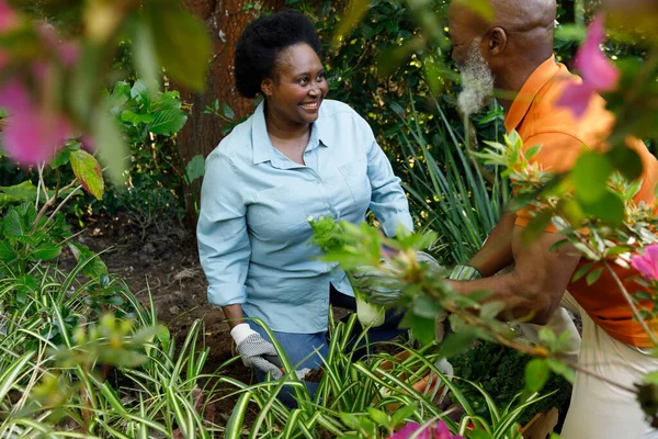 シニアアフリカ系アメリカ人のカップルが庭で一緒に時間を過ごし 苗を植え 笑顔を見せます コロナウイルスCovid 19隔離ロックダウン中に隔離 — ストック写真