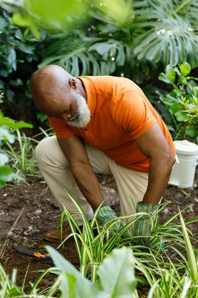 Старший Африканский Американец Проводит Время Своем Саду Сажая Саженцы Изоляция — стоковое фото