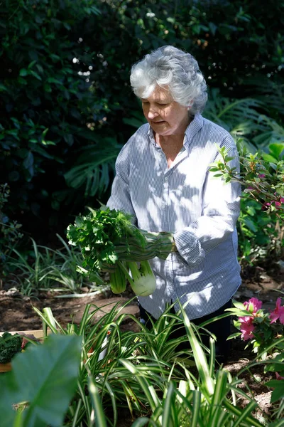 Mulher Caucasiana Sênior Passando Tempo Jardim Plantando Legumes Isolamento Durante — Fotografia de Stock