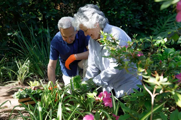 고령화가 부부는 정원에서 시간을 보내면서 묘목을 미소를 짓는다 코로나 바이러스때문에 — 스톡 사진