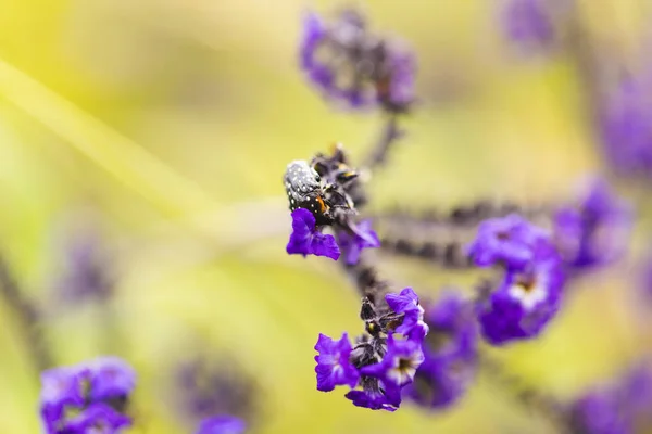 Insect Purple Flower Meadow Grasses Garden Selective Focus Copy Space — Stock Photo, Image