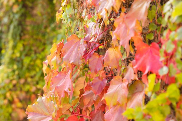 Plný Rám Zelených Oranžových Červených Vinných Listů Slunné Zahradě Příroda — Stock fotografie