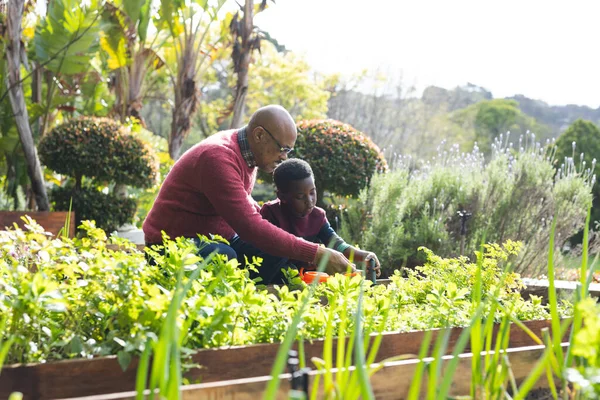 Happy african american grandfather and grandson looking at plants in sunny garden. Family, togetherness, nature, gardening and lifestyle, unaltered.