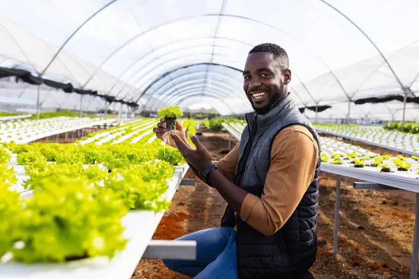 Hombre Joven Afroamericano Supervisor Granja Sosteniendo Una Planta Sonriendo Una Fotos De Stock