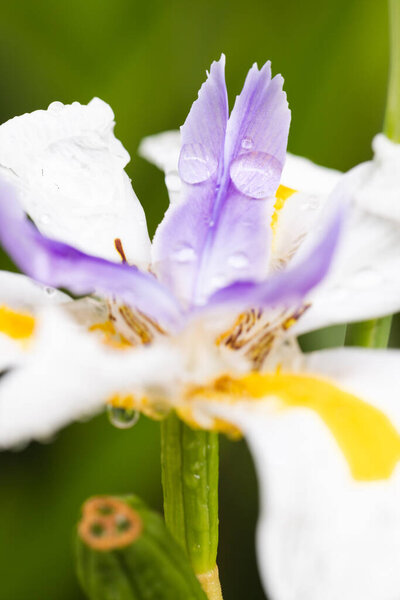 Close up of little, yellow, white and purple flower over grass in garden. Nature and growth. — Stock Image Close Little Yellow White Purple Flower Grass Garden Nature Growth Stock Image