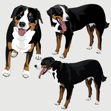 Appenzeller Sennenhund dods beyaz üzerine vektör koleksiyonu