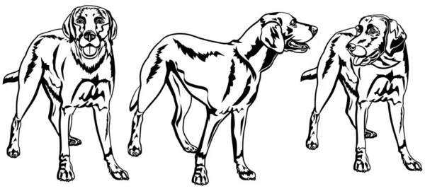 Collezione Vettoriale Labrador Retriever Cani Silhouette Bianco — Vettoriale Stock