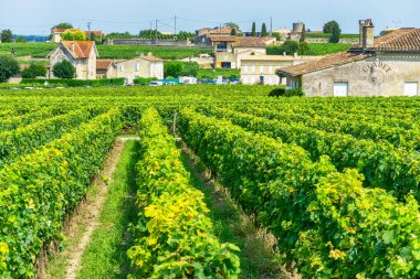 Fransa 'nın Bordeaux bölgesindeki Saint Emilion köyünün üzüm bağlarının manzarası