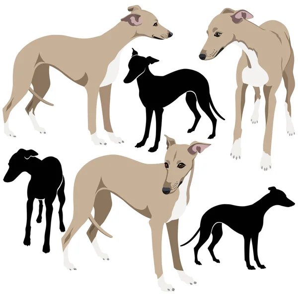 Ngiliz Greyhound Köpeklerinin Beyaz Üzerindeki Vektör Koleksiyonu — Stok Vektör