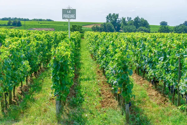 Vineyards with blue grapes in the wine region near Bordeaux, France