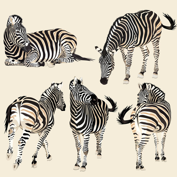Detailed vector illustration of a colour zebras