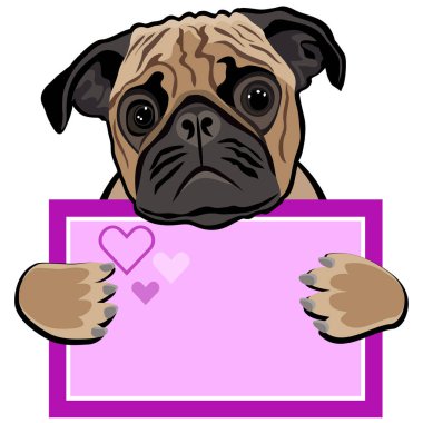 Pug köpekleri beyaz hakkında bilgi veriyor