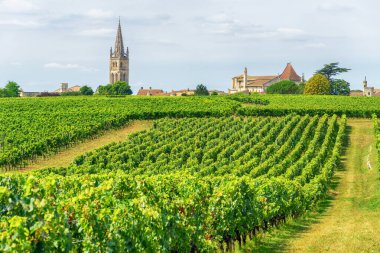 Güneşli bir günde Bordeaux bölgesindeki Saint Emilion köyünün üzüm bağlarının manzarası