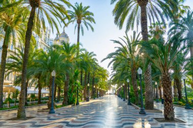 Palmiye ağaçları (Paseo de la Explanada), Alicante, Costa Blanca, İspanya