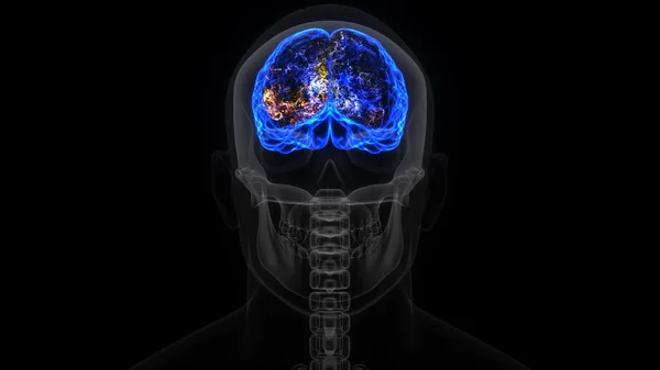Återgivning Huvud Skalle Och Hjärnans Elektriska Aktivitet — Stockfoto