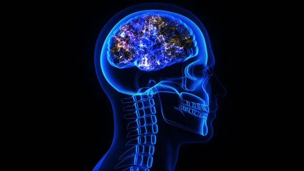 Renderização Uma Cabeça Humana Crânio Atividade Elétrica Cérebro — Fotografia de Stock