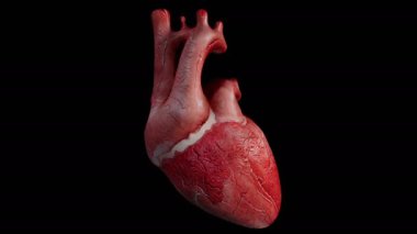 Mat eşliğinde çarpan bir insan kalbinin 3 boyutlu animasyonu