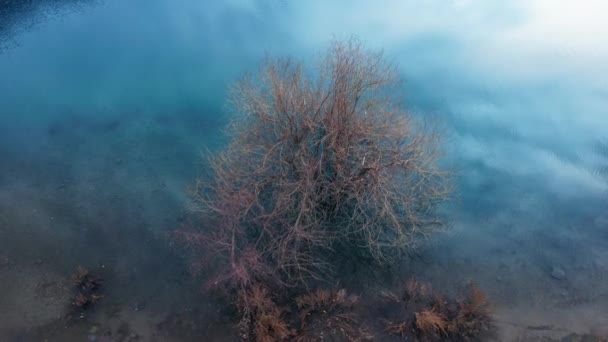 Ağaç Bir Dağ Gölünün Berrak Suyunda Duruyor Nın Üst Görüntüsü — Stok video