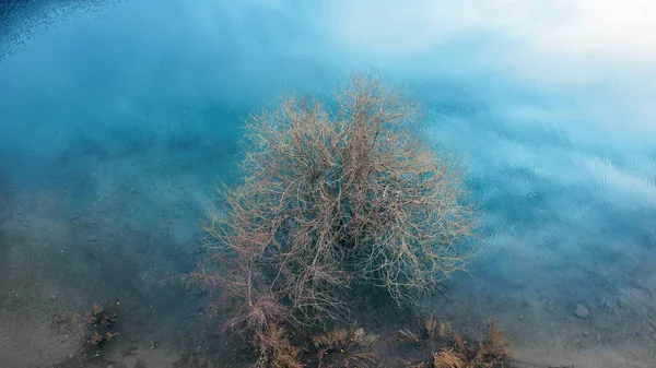 Δέντρο Βρίσκεται Στα Καθαρά Νερά Μιας Βουνίσιας Λίμνης Κάτοψη Από — Φωτογραφία Αρχείου