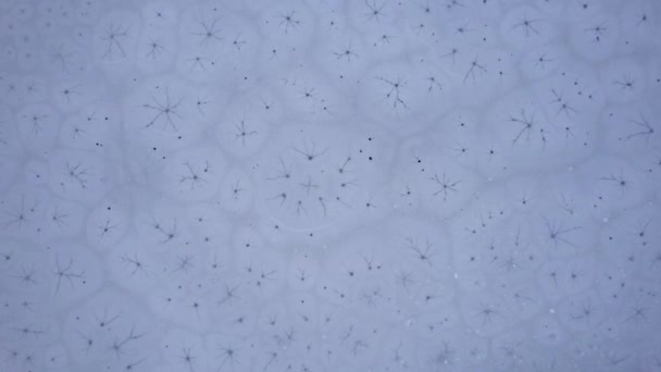 Лід Поверхні Замерзлого Гірського Озера Незвичні Овальні Кола Тріщинами Всередині — стокове відео