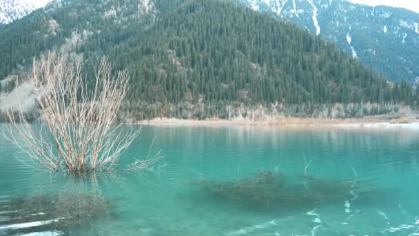 Górskie Jezioro Turkusową Wodą Zalało Drzewa Gałęzie Drzew Wychodzą Czystej — Wideo stockowe