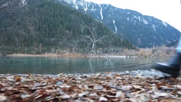 一个男的和一个女的沿着山湖散步 那只脚走过树叶的景象 清澈的水和树木矗立在湖中 还有山 — 图库视频影像