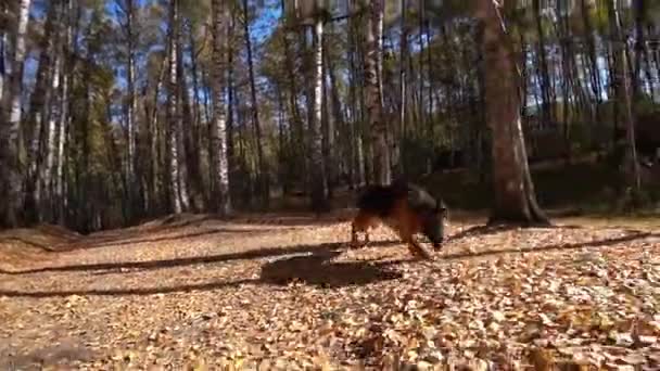 Счастливая Пастушья Собака Бежит Через Осенний Лес Желто Оранжевые Листья — стоковое видео