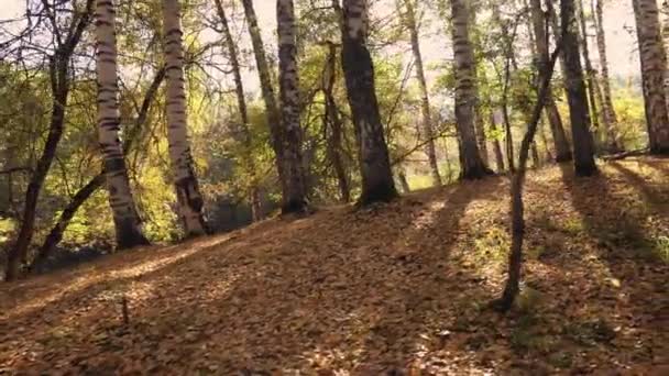 秋天的森林黎明时分 柏树林 树的长长的阴影落在地上 黄红的叶子在撒谎 明亮的自然色彩 绿叶和青草在某些地方生长 — 图库视频影像