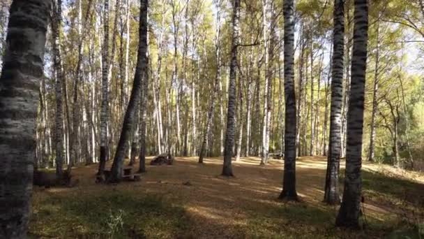 Floresta Outono Birch Grove Amanhecer Longas Sombras Das Árvores Caem — Vídeo de Stock