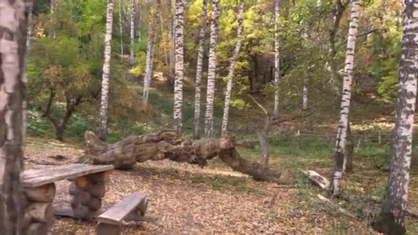 Stor Smuk Træstamme Ligger Efterårsskoven Gul Orange Faldne Blade Overalt – Stock-video