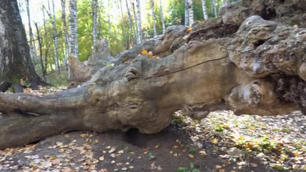 Une Grande Belle Bûche Trouve Dans Forêt Automne Des Feuilles — Video