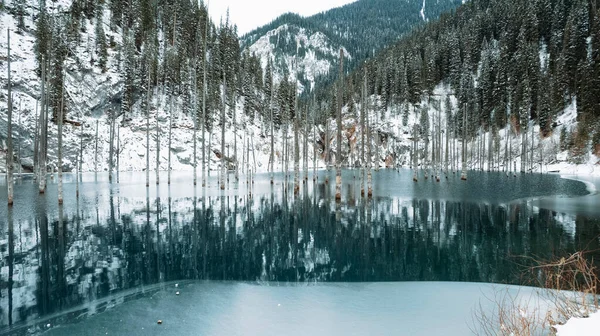 Tronchi Conifere Escono Lago Montagna Acqua Liscia Come Uno Specchio Fotografia Stock