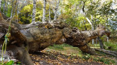 Sonbahar ormanında büyük güzel bir kütük yatar. Sarı-turuncu yapraklar her yerde. Dağlarda Birch korusu. Alışılmadık şekilli bir kütük. Renkli yapraklı uzun ağaç gövdeleri. Dinlenmek için bir yer.