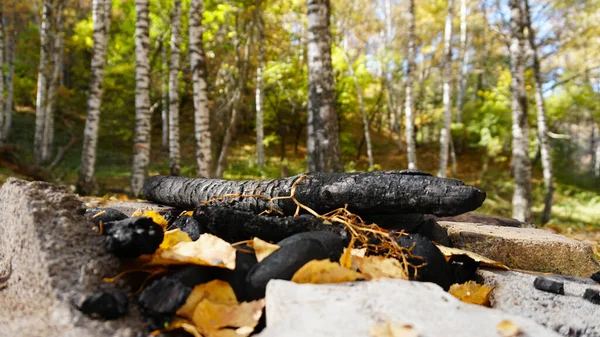Coal after a fire in the autumn forest. Yellow leaves fall to the ground and to the place where there was a fire. Birch grove. White tree trunks. Green grass grows in places. There are light stones