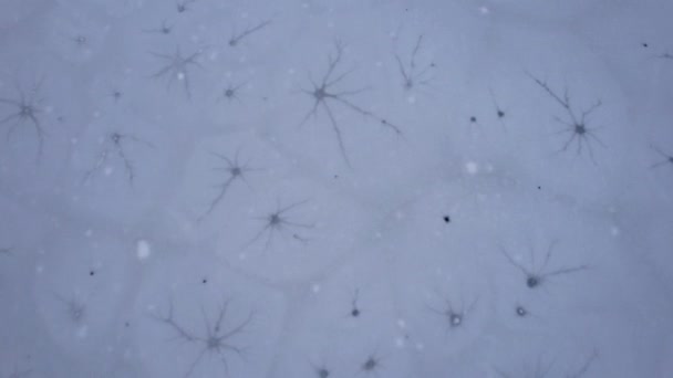 ケインディの山の湖で珍しい氷のパターン 凍結湖の無人機からの空中ビュー 丸い縞模様の白い氷 滑らかな表面を持つ暗い水 山と針葉樹林 — ストック動画