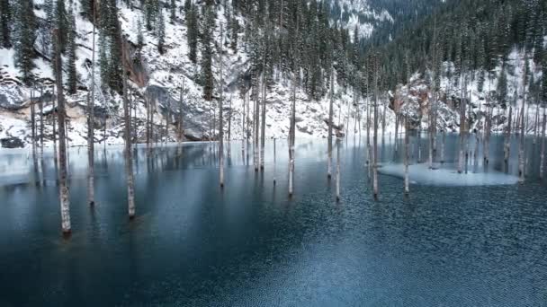 針葉樹の木は 山の湖Kaindyの氷の水の中に立つ 緑の枝を持つ水の下のモミの木の幹 湖は山 雲を反映している 滑らかな表面 カザフスタン — ストック動画