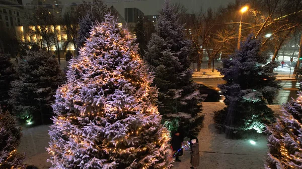 A live Christmas tree in snow and garlands. The lights are shining brightly, shimmering on white snow. Snowflakes are falling. People are walking, cars are passing. New Year and Christmas in Almaty