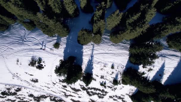 Два Альпиниста Идут Заснеженному Хребту Через Лес Высокие Хвойные Зеленые — стоковое видео