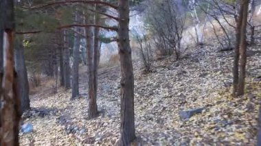 Kozalaklı ağaçlarla dolu göl boyunca dağ yolu. Bazı yerlerde, düşmüş sarı yapraklar uzanıyor, ağaç dalları sararmaya başlıyor. Turkuaz berrak su, orman manzarası, tepeler ve karlı dağlar. Issyk