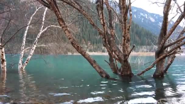 Деревья Затопило Горное Озеро Бирюзовой Водой Ветви Деревьев Выглядывают Прозрачной — стоковое видео