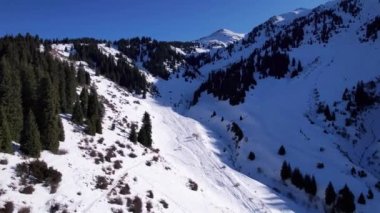 Snowy white mountains with tall coniferous trees. Steep cliffs and precipices are visible in places. Lots of snow. Snowboard tracks and trails. Low bushes grow. Climbing the peak. Almaty, Kazakhstan