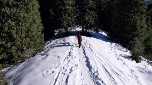 Two Climbers Walking Snowy Ridge Forest Tall Coniferous Green Trees — Vídeo de stock